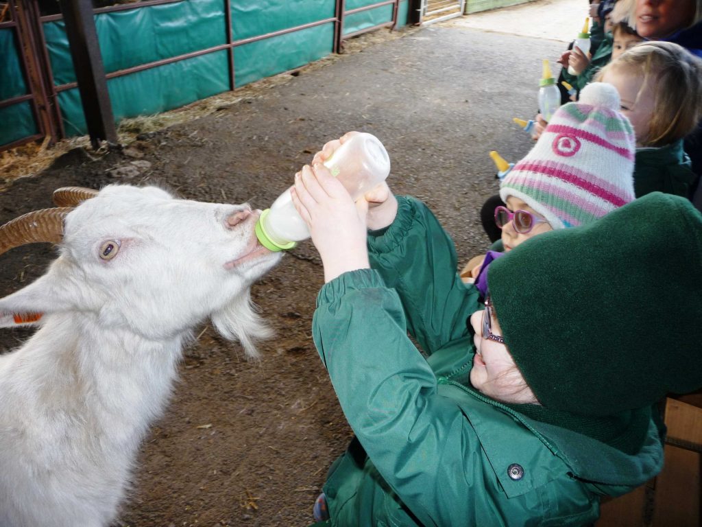 toddlers at a farm feeding a goat