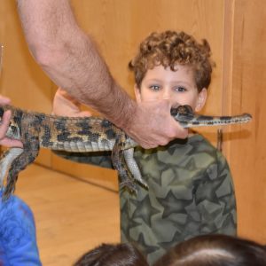 Student being shown a crocodile