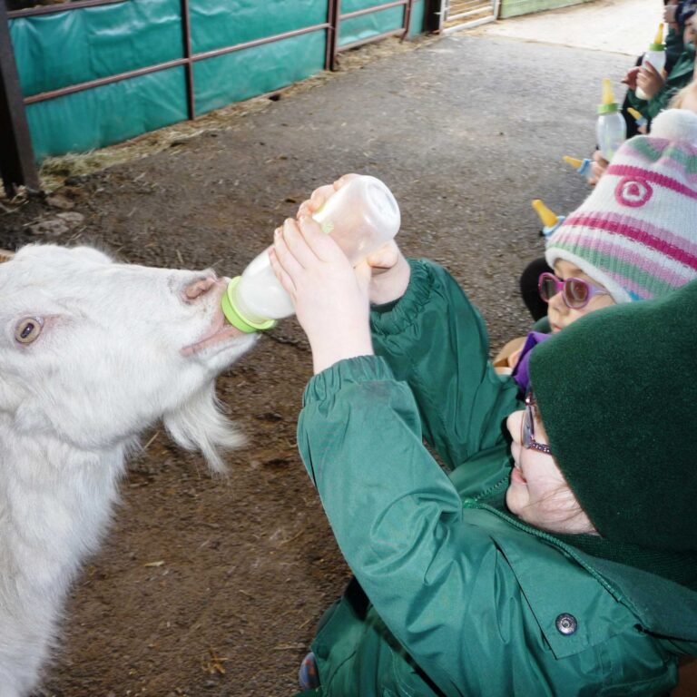 toddlers at a farm feeding a goat
