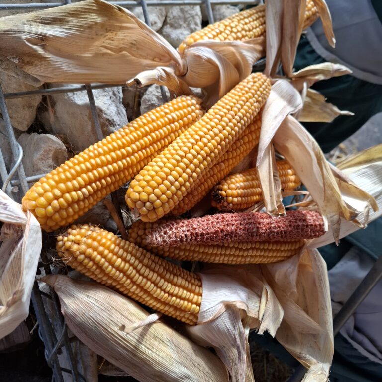 Dried sweetcorn